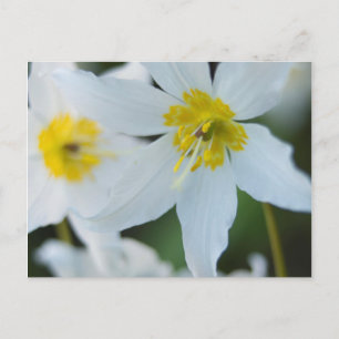 Lawinenlilien im Paradise Park Postkarte