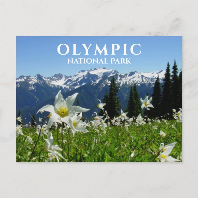 Lawinenlilies, Berge, Olympischer Nationalpark Postkarte (Vorderseite)