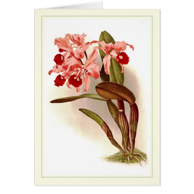 Lawrenceana de Cattleya (Devant)