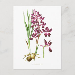 Laxflora Postkarte