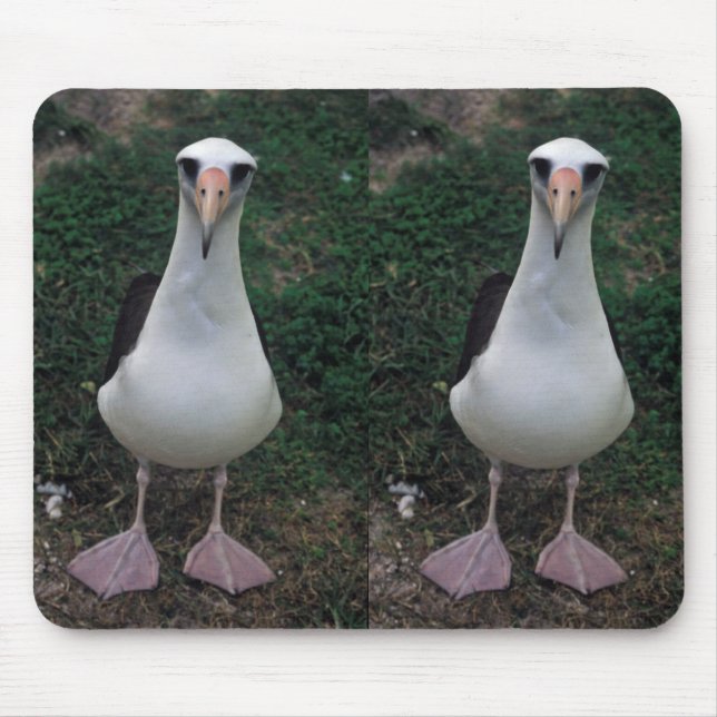 Laysan Albatros stehend Mousepad (Vorne)