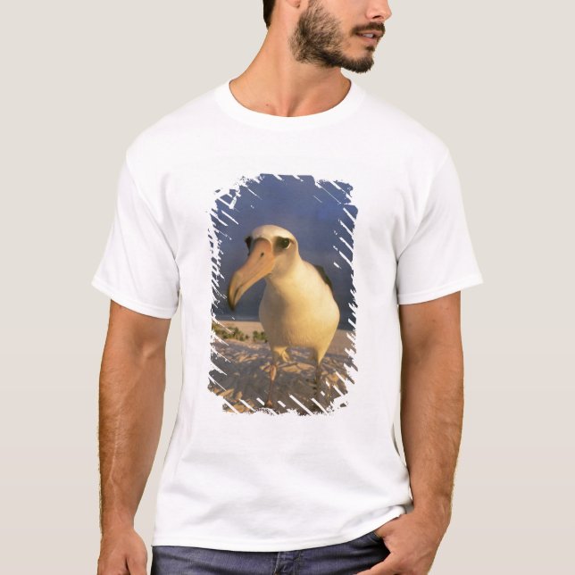 Laysan Albatross, Diomedea immutabilias), T-Shirt (Vorderseite)