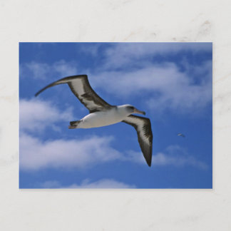 Laysan-Albatross in der Luft Postkarte