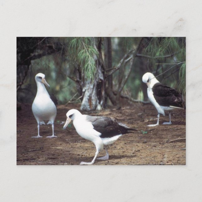 Laysan Albatross Postkarte (Vorderseite)