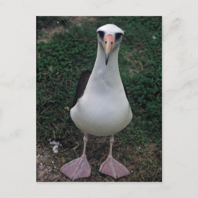 Laysan albatross stehend postkarte (Vorderseite)