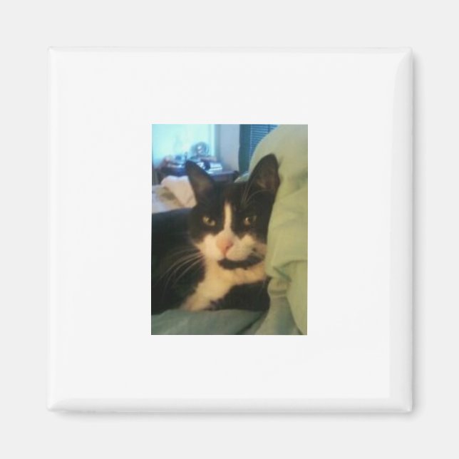 Lazey Cat Magnet (Vorne)