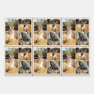 Lazing Kangaroo Photo Collage, Feuilles d'envelopp