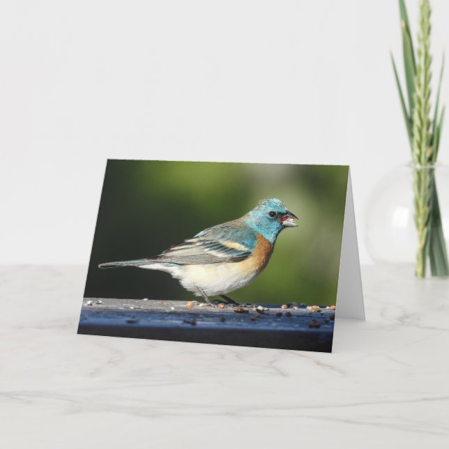 Lazuli Bunting Notecard Karte (Vorderseite)
