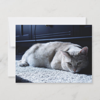 Lazy Cat Napping Postkarte