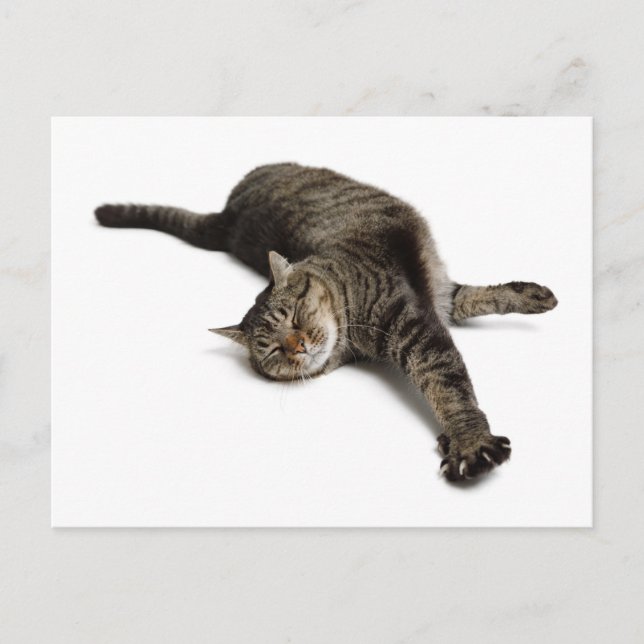 Lazy Cat Stretching Postkarte (Vorderseite)