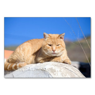 Lazy Cat Tischnummer