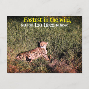 Lazy cheetah Foto Postkarte