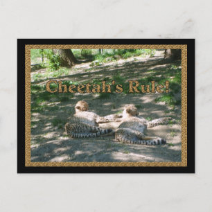 Lazy Cheetahs Postkarte