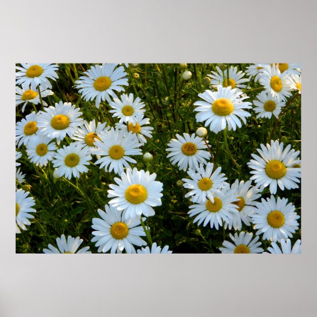Lazy Daisy Afternoon Poster (Vorne)