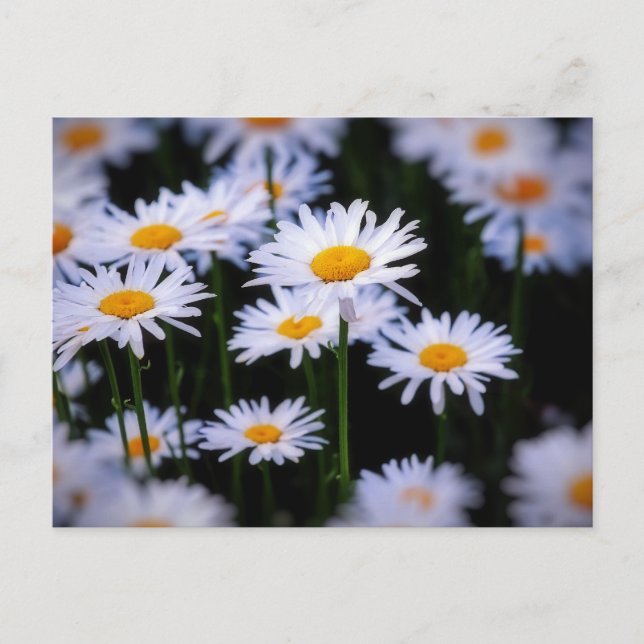 Lazy Daisy Postkarte (Vorderseite)