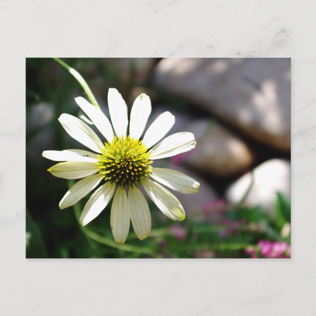 Lazy Daisy Summer Day Postcard Postkarte (Vorderseite)