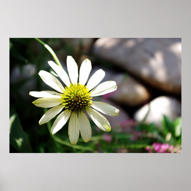 Lazy Daisy Summer Day Print Poster (Vorne)