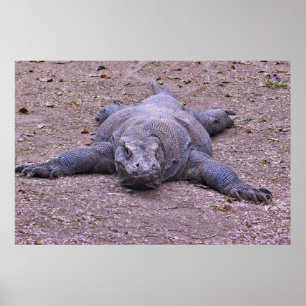 Lazy Dragon liegt aus Poster