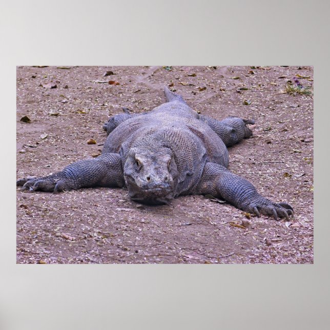 Lazy Dragon liegt aus Poster (Vorne)