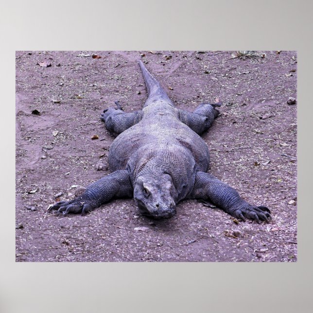 Lazy Dragon Poster (Vorne)