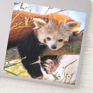 Lazy kleine rote Panda Aufkleber
