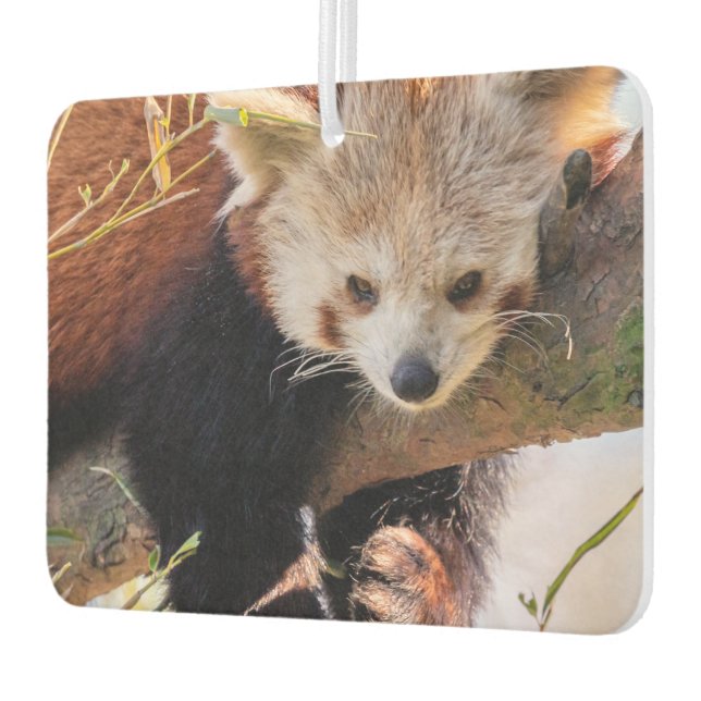 Lazy kleine rote Panda Autolufterfrischer (Links)