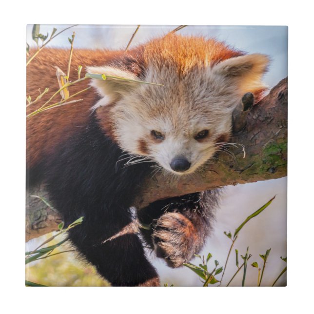 Lazy kleine rote Panda Fliese (Vorderseite)