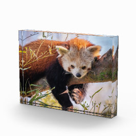 Lazy kleine rote Panda Fotoblock