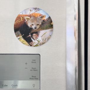 Lazy kleine rote Panda Magnet