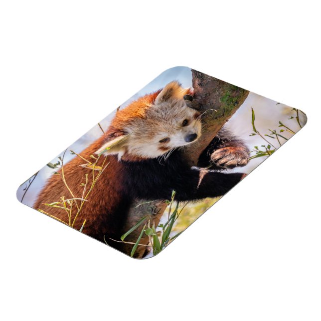 Lazy kleine rote Panda Magnet (Linke Seite)