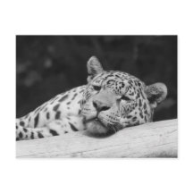 "Lazy Leopard"