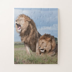 Lazy Lion Brothers on Savannah