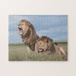 Lazy Lion Brothers on Savannah