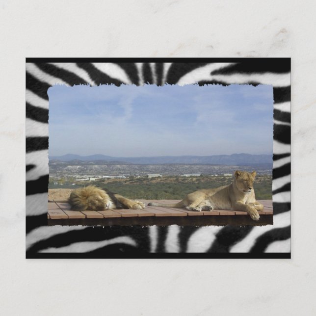 Lazy Lions Postcard Postkarte (Vorderseite)