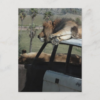Lazy Lions Postkarte