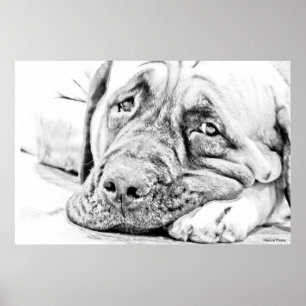 Lazy Mastiff Poster