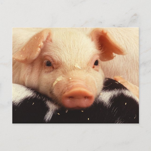 Lazy Piglet Postkarte (Vorderseite)