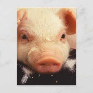 Lazy Piglet Postkarte