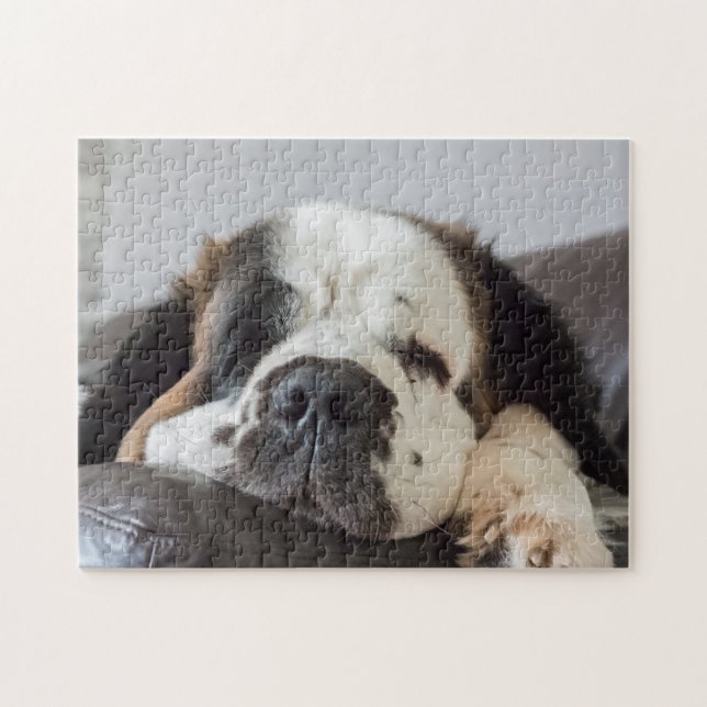 Lazy Saint Bernard Hund (Horizontal)