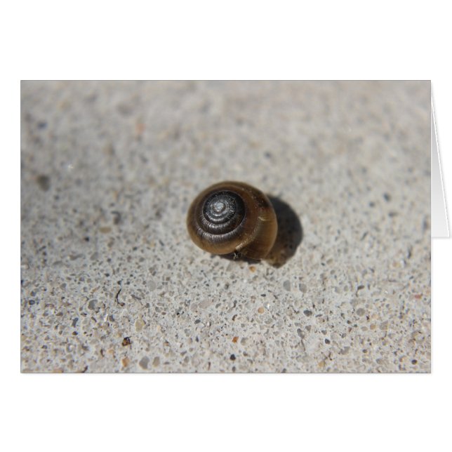 Lazy Snail (Vorderseite (Horizontal))