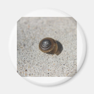 Lazy Snail Magnet
