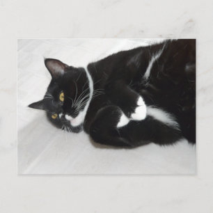 Lazy tuxedo cat Postkarte