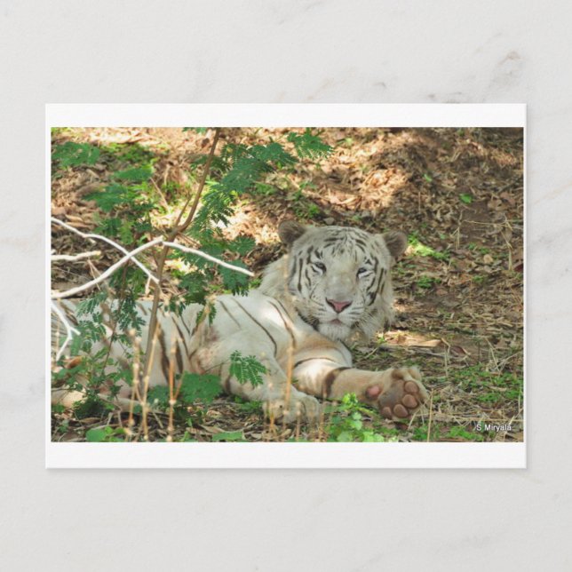 Lazy White Tiger Postkarte (Vorderseite)