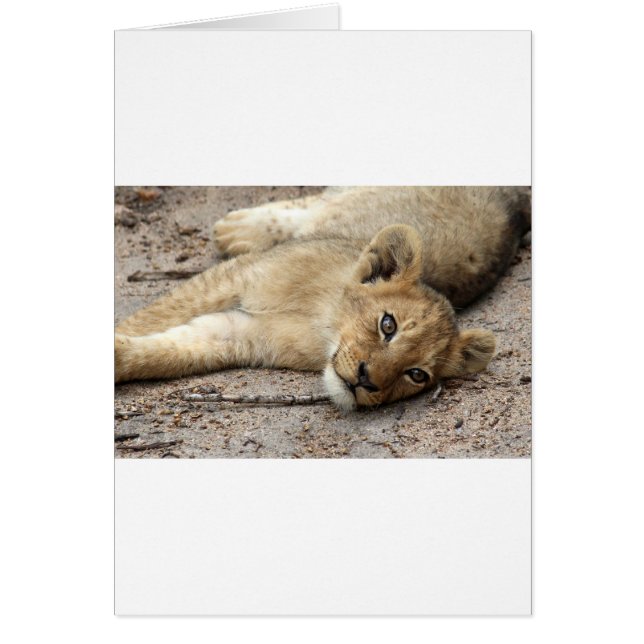 Lazylion cub (Vorne)