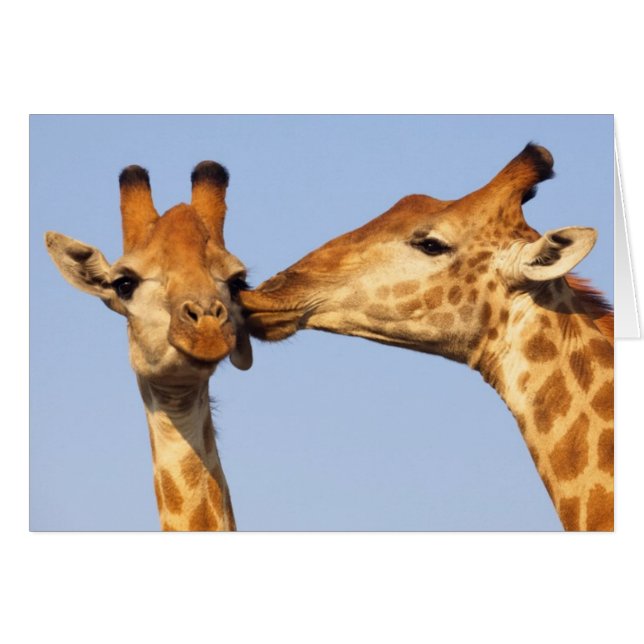 Le baiser (Devant horizontal)