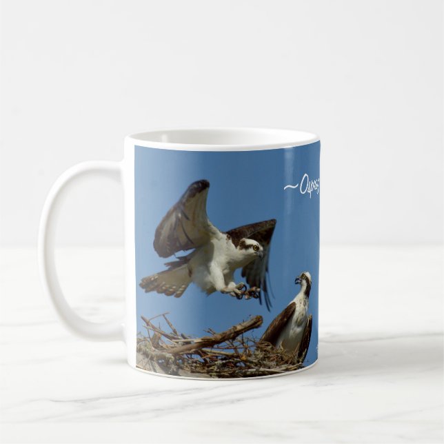 Le balbuzard colporte la tasse de nid de vol (Gauche)