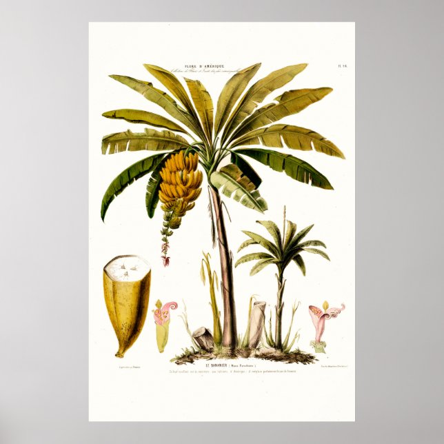 Le Bananier Tropical Banana Tree Amerique Poster (Vorne)