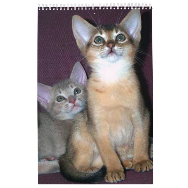 Le best-seller ! Calendrier abyssinien de chatons (Protection)