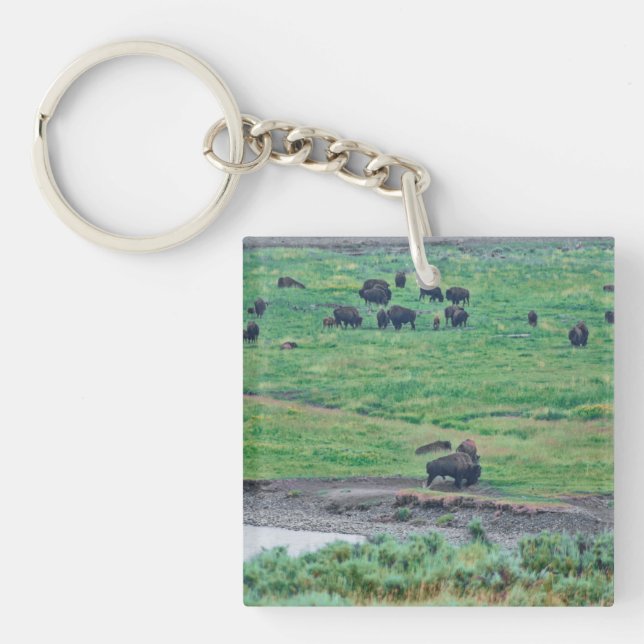Le bison américain (Devant)
