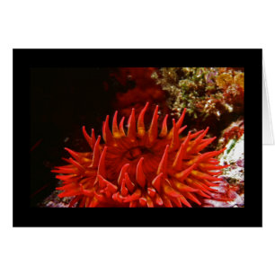 Le blanc a repéré l'anémone rose